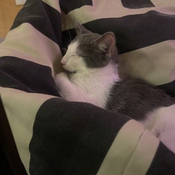 NEKO: A Cat Cafe - Themed Cafes Near Me - Seattle, Washington NEKO: A Cat Cafe - Themed Cafes Near Me - Seattle, Washington
