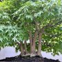 Photo of National Bonsai & Penjing Museum