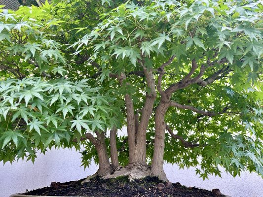 National Bonsai & Penjing Museum by null