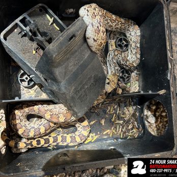 Rattlesnake Solutions - Wildlife Control Near Me - Tucson, Arizona Rattlesnake Solutions - Wildlife Control Near Me - Tucson, Arizona