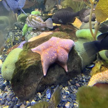 Downtown Aquarium - Starfish - Museums Near Me - Denver, Colorado Downtown Aquarium - Starfish - Museums Near Me - Denver, Colorado