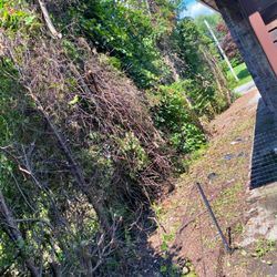 Steve's Super Saver Tree Service - Amazing brush/ tree limb removal on 07/20/2021