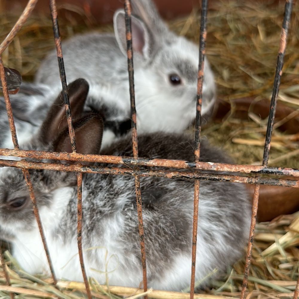Bergey's Breadbasket - Baby rabbits - Bakeries Near Me - Chesapeake, Virginia Bergey's Breadbasket - Baby rabbits - Bakeries Near Me - Chesapeake, Virginia