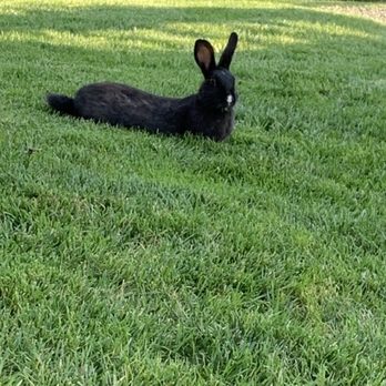 Inn At Cannon Beach - A Cannon Beach bunny relaxing at the Inn at Cannon Beach. - Hotels Near Me - Cannon Beach, Oregon Inn At Cannon Beach - A Cannon Beach bunny relaxing at the Inn at Cannon Beach. - Hotels Near Me - Cannon Beach, Oregon