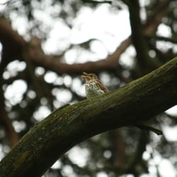 Wandelbos Groenendaal