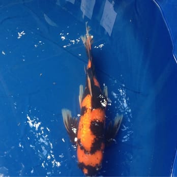 Kodama Koi Farm - Fishing Near Me - Mililani, Hawaii