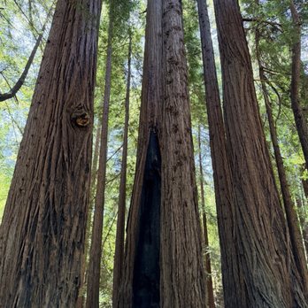 Pfeiffer Big Sur State Park - Parks Near Me Pfeiffer Big Sur State Park - Parks Near Me