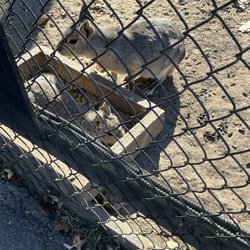Lupa Zoo - Patagonian Cavy