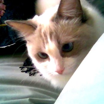 Raw Feeding Miami - Under the covers playing Peek-a-Boo with me. A far cry from her sad belly issues self. - Pet Services Near Me - Miami, Florida Raw Feeding Miami - Under the covers playing Peek-a-Boo with me. A far cry from her sad belly issues self. - Pet Services Near Me - Miami, Florida