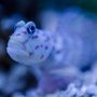 Photo of Exotic Aquatic