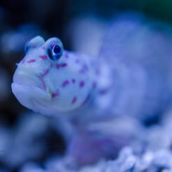 Exotic Aquatic