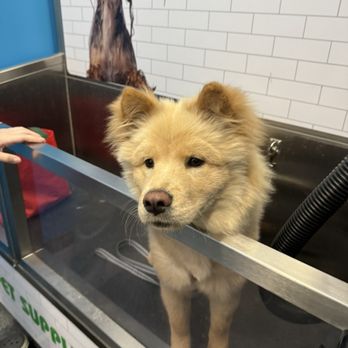 Pet Supplies Plus Las Vegas - Rainbow Blvd - Pet Groomers Near Me - Las Vegas, Nevada