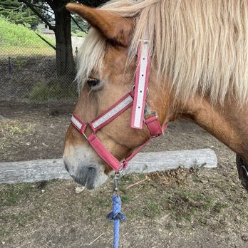 Horse N Around Trail Rides - Sweet boy, Walter. - Horseback Riding Near Me - Bodega, California Horse N Around Trail Rides - Sweet boy, Walter. - Horseback Riding Near Me - Bodega, California