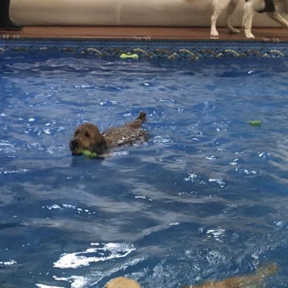 Snicker, in the middle, swimming with friends.