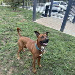 Richland Animal Clinic - My dog Whiskey