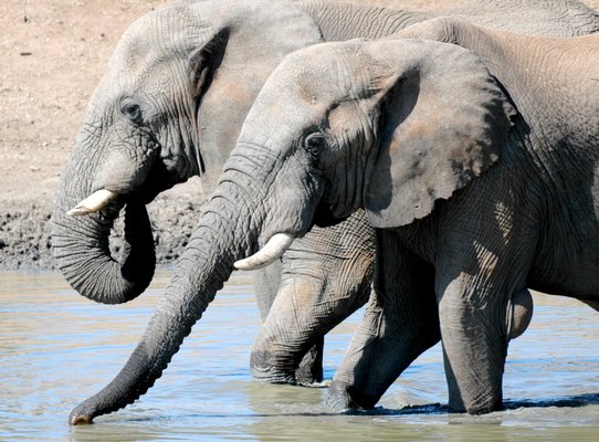 Africa Adventure Consultants by null