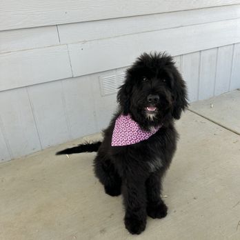 Grubby Dogs - My Minnie after her first grooming appointment! - Pet Groomers Near Me - Murrieta, California Grubby Dogs - My Minnie after her first grooming appointment! - Pet Groomers Near Me - Murrieta, California