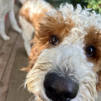 Calm Critters Pet Sitters - Pet Sitting Near Me Calm Critters Pet Sitters - Pet Sitting Near Me