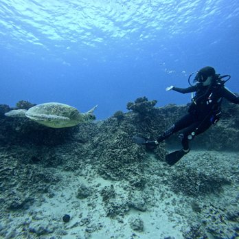 Reef Pirates Diving - One of MANY turtles - Scuba Diving Near Me - Honolulu, Hawaii