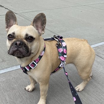 Dozo Dog  - Out for a walk! - Pet Groomers Near Me - Astoria, New York