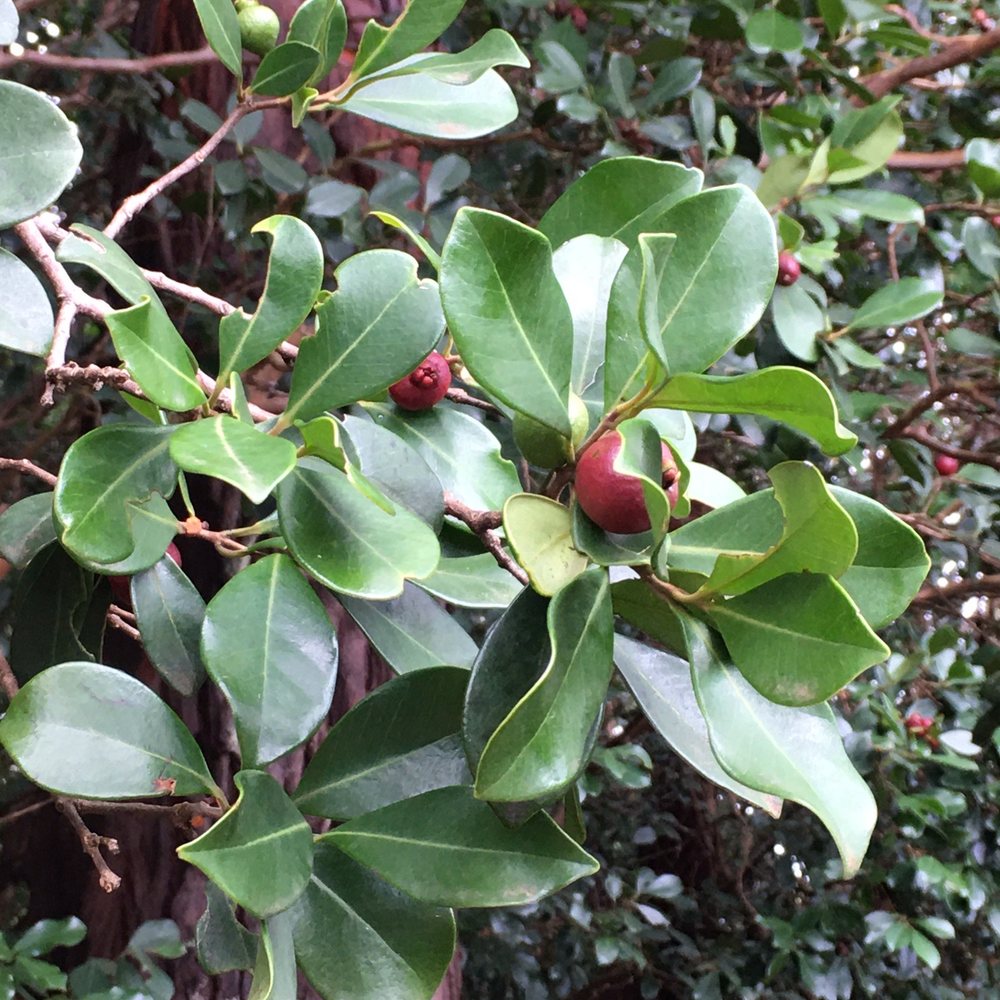 Aiea Loop Trail - Snacks along the trail - Hiking Near Me - Aiea, Hawaii