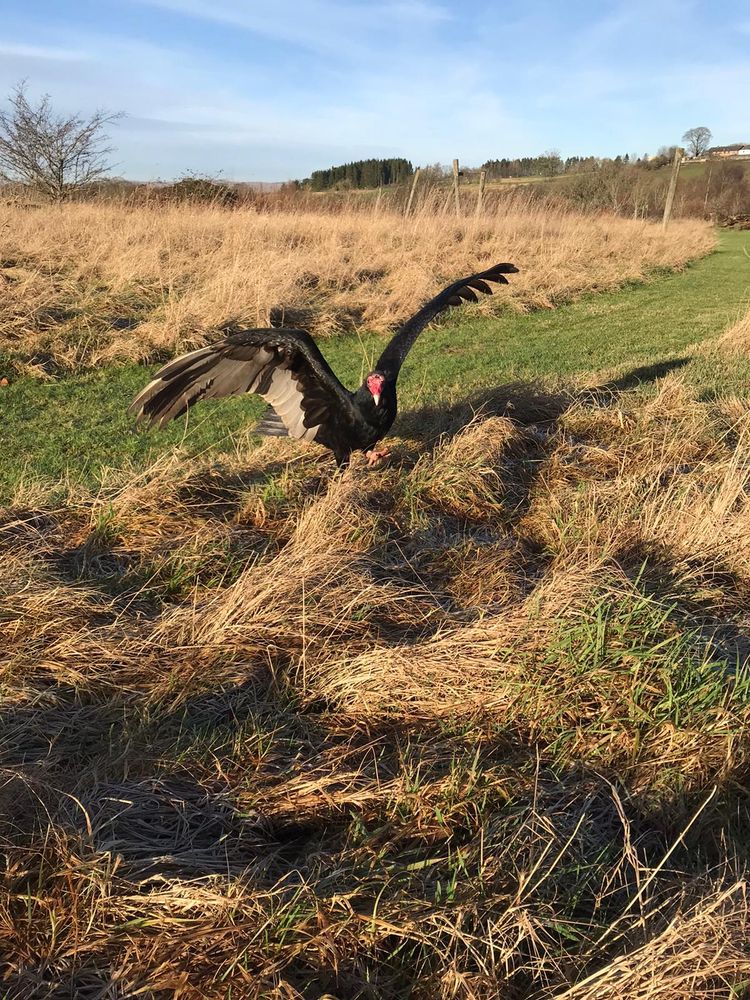 WORLD OF WINGS BIRDS OF PREY CENTRE 20 Photos Blairlinn Cottage