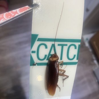 Park Mesa - Roach in kitchen. - Apartments Near Me - Costa Mesa, California