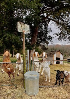 Bloomsbury Farm by null