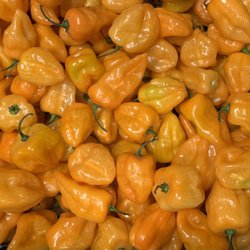 Pacific Coast Produce