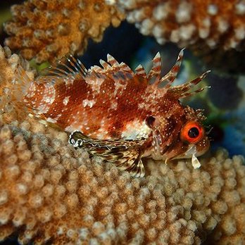 あこ ZX DIVING - Updated July 2025 - 27 Photos - Honolulu, Hawaii