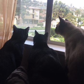East County Animal Rescue - Animal Shelters Near Me East County Animal Rescue - Animal Shelters Near Me