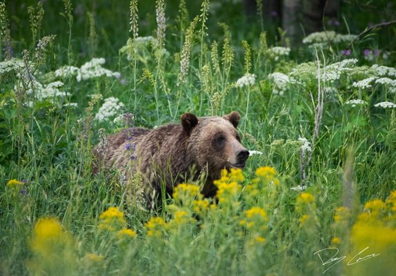 Jackson Hole EcoTour Adventures by null