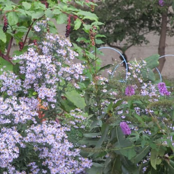 Astoria Park - butterfly garden - Parks Near Me - Astoria, New York