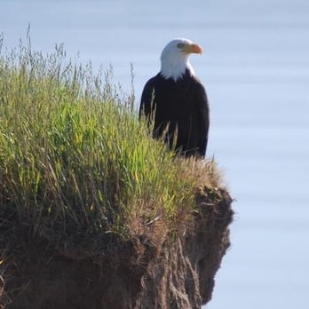 WorldMark Discovery Bay - Wildlife at Discovery Bay - Resorts Near Me - Port Townsend, Washington WorldMark Discovery Bay - Wildlife at Discovery Bay - Resorts Near Me - Port Townsend, Washington