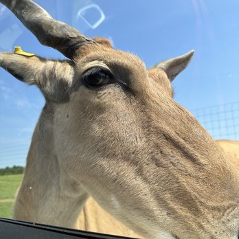 Shamba Safari - Zoos Near Me - Neshkoro, Wisconsin Shamba Safari - Zoos Near Me - Neshkoro, Wisconsin