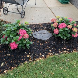 Hydrangeas. I think they look pretty good.