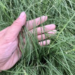 California Buffalograss - UC Verde Buffalograss has fine blades making it soft under bare feet!
