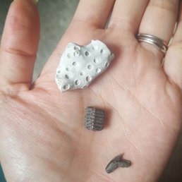 Coral, sting ray plate, and shark tooth