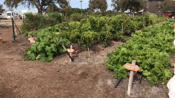 Community First! Village by null