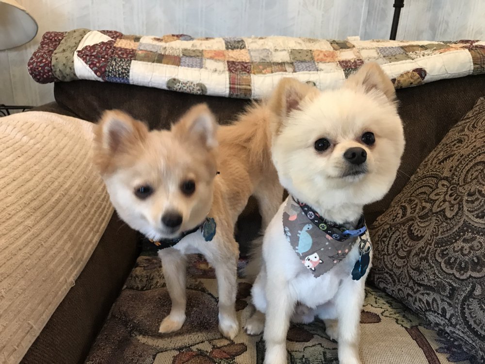 PAWSITIVE TOUCH GROOMING Updated September 2024 13 Photos 8321