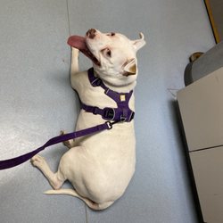 Harmony Animal Hospital & Emergency Services - Molly