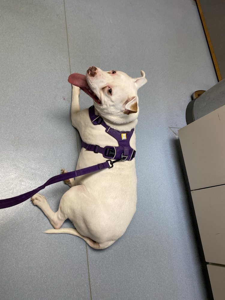 Harmony Animal Hospital & Emergency Services Image