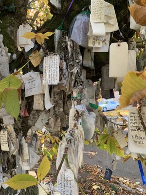 The Wishing Tree by null