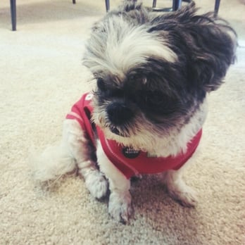 Emerald City Pet Rescue - 12 year old Shih Tzu that I adopted - Community Service/Non-Profit Near Me - Seattle, Washington Emerald City Pet Rescue - 12 year old Shih Tzu that I adopted - Community Service/Non-Profit Near Me - Seattle, Washington