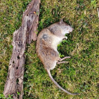 Watkins Pest Control - Big Rat - Pest Control Near Me - Spring City, Pennsylvania Watkins Pest Control - Big Rat - Pest Control Near Me - Spring City, Pennsylvania