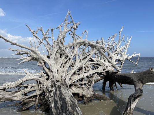 Driftwood Beach by null