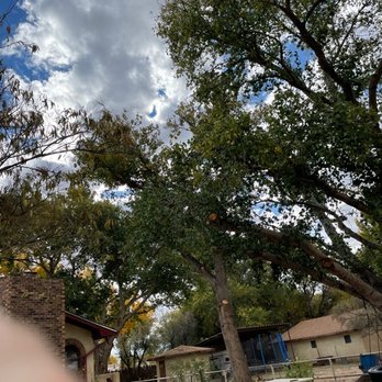 Happy Tree Service  - this had cross-branching and lots of dead limbs waiting for a wind - Tree Services Near Me - Albuquerque, New Mexico