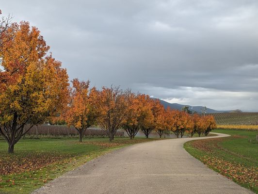 Oakridge Wines by null
