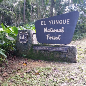El Yunque Rainforest - The entrance - Hiking Near Me - Luquillo, Puerto Rico El Yunque Rainforest - The entrance - Hiking Near Me - Luquillo, Puerto Rico