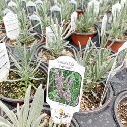 Bert Driver Nursery - Bert Driver Nursery in Smithville, TN offers a 9-acre garden center, beer garden and herbs!